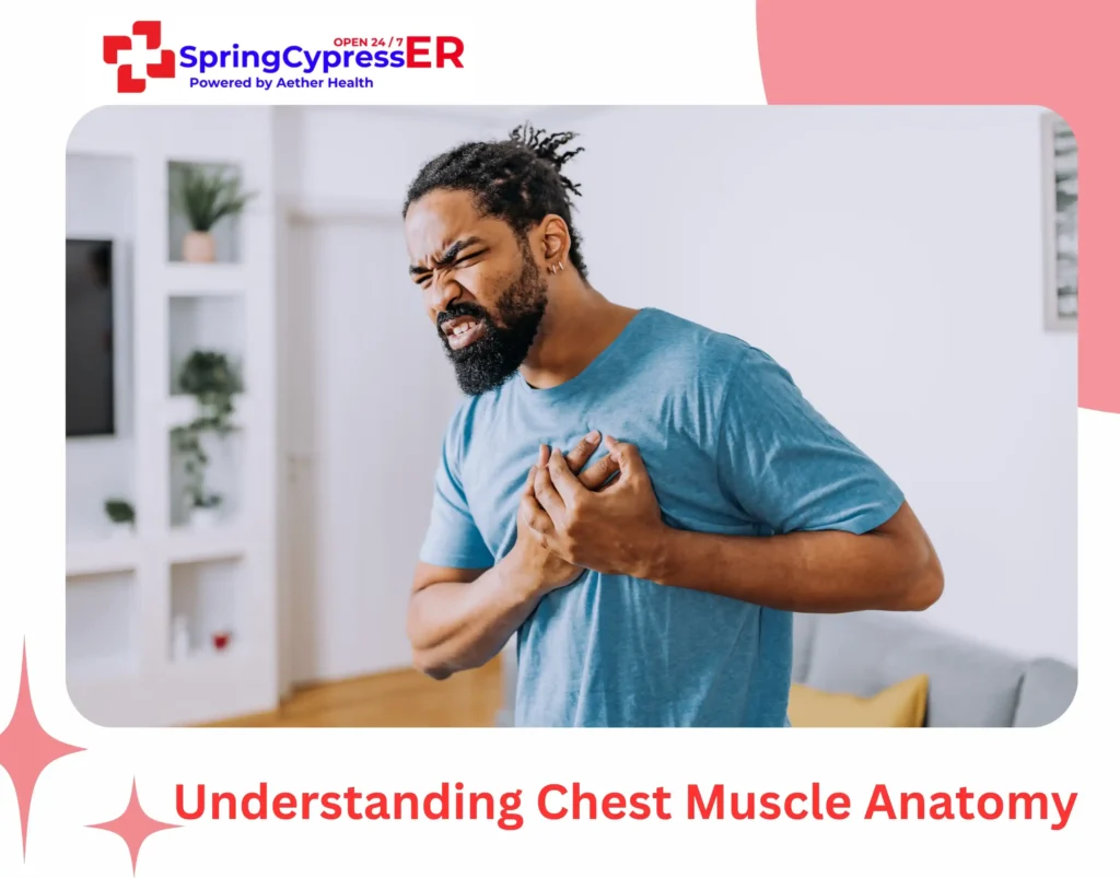 Understanding Chest Muscle Anatomy