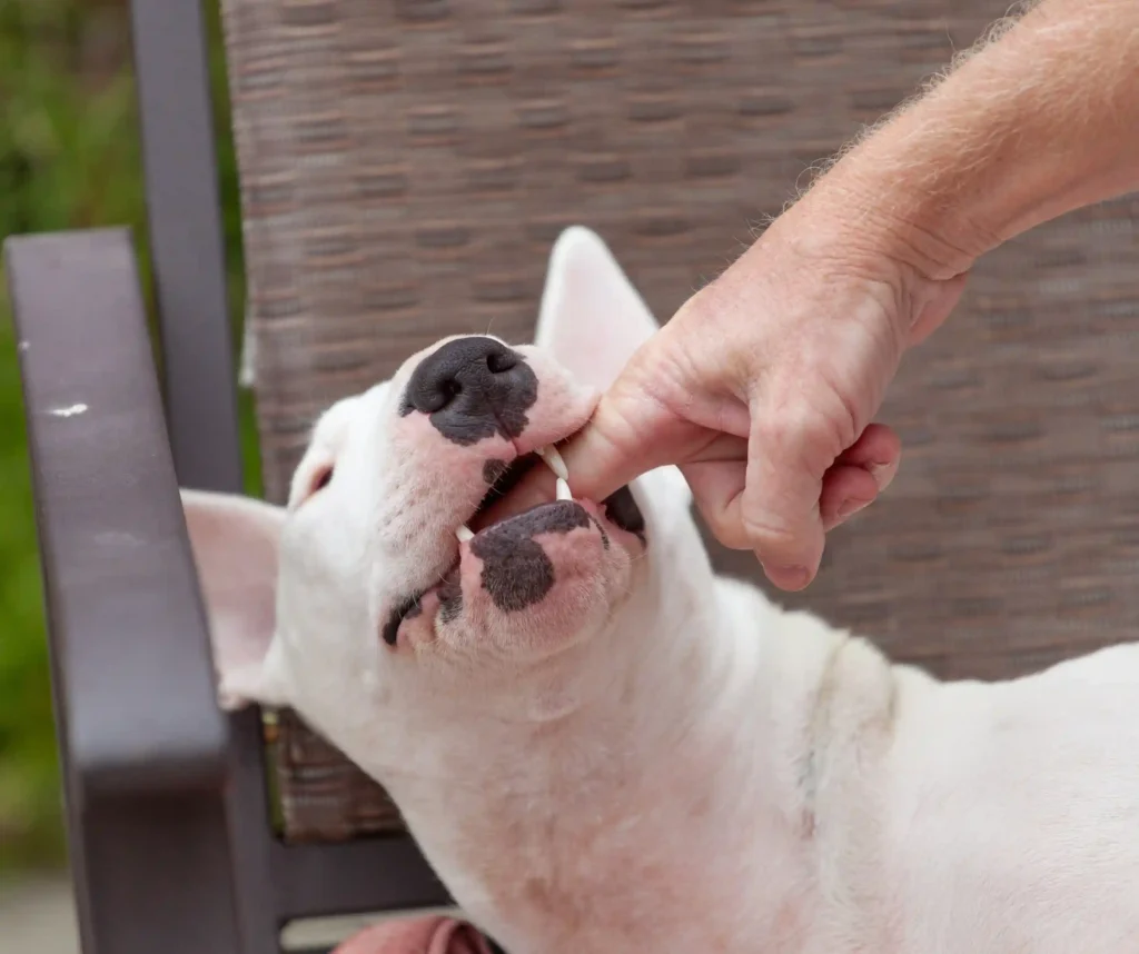 Animal bite