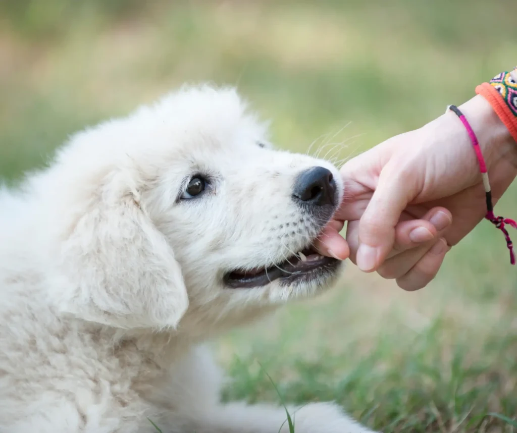 Animal bite