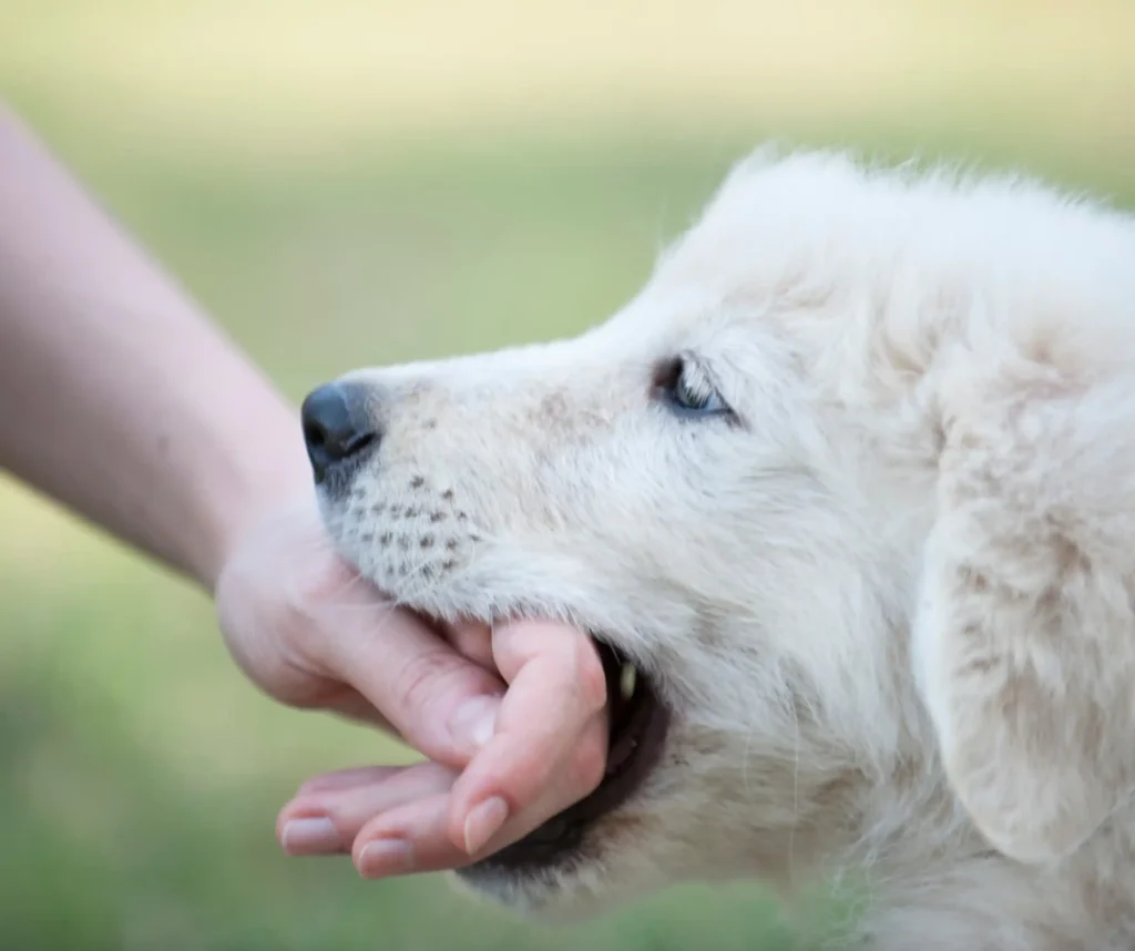 Animal bite